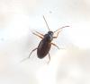 Choleva sp.